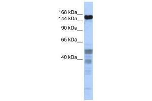 Image no. 1 for anti-Zinc Finger Protein 335 (ZNF335) (Middle Region) antibody (ABIN927822)