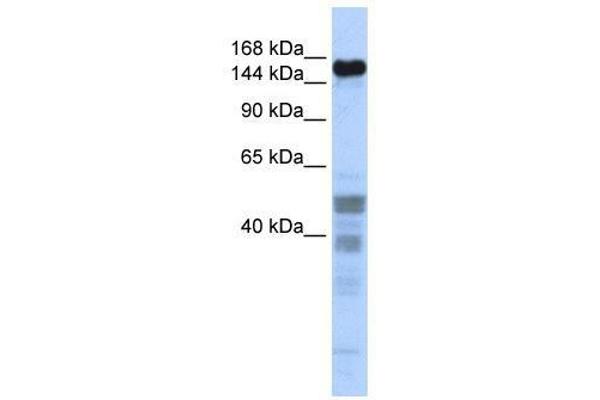 ZNF335 Antikörper  (Middle Region)