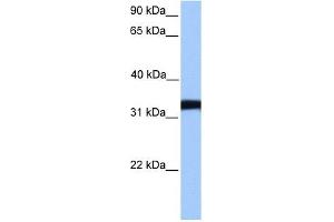 Image no. 1 for anti-Lactate Dehydrogenase C (LDHC) (Middle Region) antibody (ABIN631115)