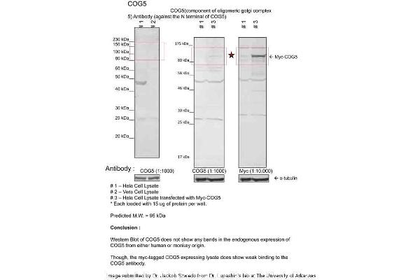 COG5 antibody  (N-Term)