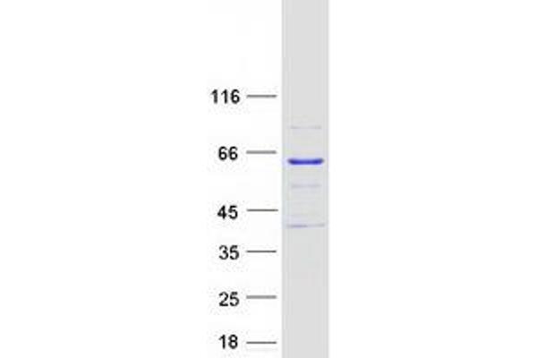 Meiosis 1 Associated Protein (M1AP) protein (Myc-DYKDDDDK Tag)