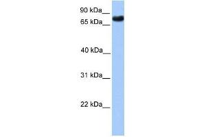 Image no. 1 for anti-Transducin-Like Enhancer Protein 2 (TLE2) (N-Term) antibody (ABIN927371)
