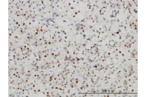 SAE1 antibody  (AA 1-346)