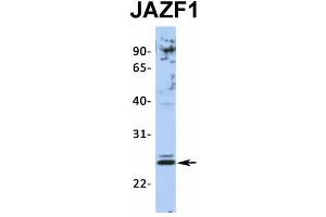 Image no. 3 for anti-JAZF Zinc Finger 1 (JAZF1) (N-Term) antibody (ABIN2775141)