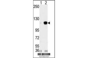 Image no. 2 for anti-Lysine (K)-Specific Demethylase 1A (KDM1A) (AA 819-852), (C-Term) antibody (ABIN388023)
