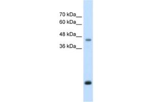 Image no. 1 for anti-Asporin (ASPN) antibody (ABIN2462591)