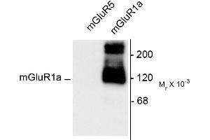 Image no. 1 for anti-Glutamate Receptor, Metabotropic 1 (GRM1) (C-Term) antibody (ABIN361416)