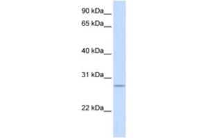 Image no. 1 for anti-Kruppel-Like Factor 9 (KLF9) antibody (ABIN2460204)