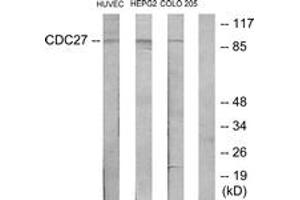 Western blot analysis of extracts from HuvEc/HepG2/COLO205 cells, using H-NUC Antibody.