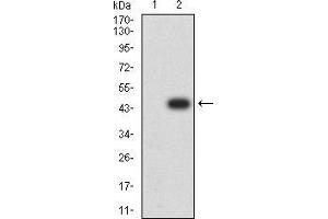 Image no. 2 for anti-Activating Transcription Factor 4 (Tax-Responsive Enhancer Element B67) (ATF4) (AA 212-351) antibody (ABIN5542583)