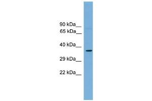 Image no. 1 for anti-Transcription Factor MafA (MAFA) (Middle Region) antibody (ABIN2780174)