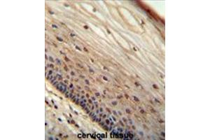 Image no. 1 for anti-Partner of Y14 and mago (WIBG) (AA 15-44), (N-Term) antibody (ABIN955577)