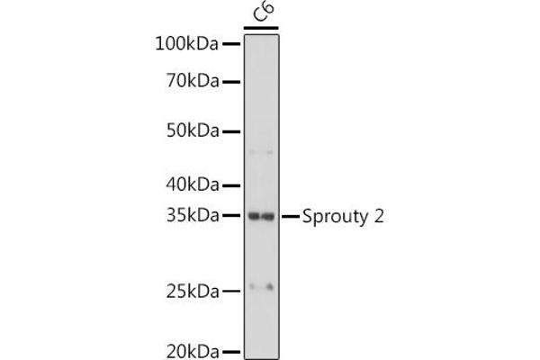 SPRY2 antibody