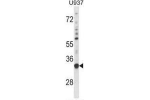Image no. 1 for anti-Sorting Nexin 15 (SNX15) (AA 222-251), (C-Term) antibody (ABIN954886)