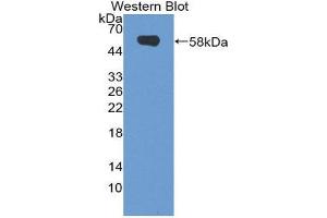 Image no. 1 for anti-Neuropilin 2 (NRP2) (AA 652-858) antibody (ABIN1860061)