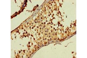DIRC1 anticorps  (AA 1-104)