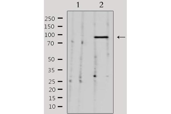 anti-Neural Precursor Cell Expressed, Developmentally Down-Regulated 9 (NEDD9) (Internal Region) antibody