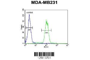 Image no. 3 for anti-Adaptor Related Protein Complex 1 sigma 1 (AP1S1) (AA 5-34), (N-Term) antibody (ABIN651199)