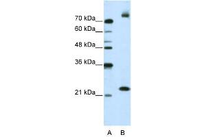 FZD9 antibody  (N-Term)