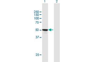 anti-MYC Induced Nuclear Antigen (MINA) (AA 1-465) antibody
