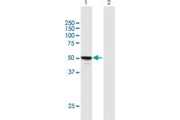 anti-MYC Induced Nuclear Antigen (MINA) (AA 1-465) antibody