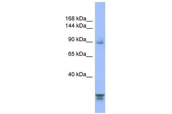 anti-Protein Phosphatase 2, Regulatory Subunit B'', alpha (PPP2R3A) (N-Term) antibody