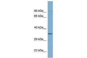 Image no. 2 for anti-UBX Domain Protein 1 (UBXN1) (Middle Region) antibody (ABIN2774162)