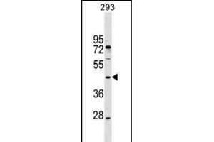 EA Antibody (N-term) (ABIN1539079 and ABIN2849437) western blot analysis in 293 cell line lysates (35 μg/lane).