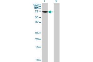 Western Blot analysis of GALNT13 expression in transfected 293T cell line by GALNT13 MaxPab polyclonal antibody.