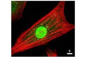 Immunofluorescence Microscopy of Rabbit Anti-AKT Antibody.