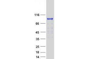 Image no. 1 for Aconitase 2, Mitochondrial (ACO2) protein (Myc-DYKDDDDK Tag) (ABIN2714324)