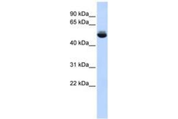 TRAM1L1 抗体  (AA 252-301)