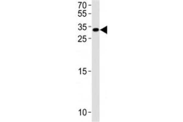 NK6 Homeobox 3 antibody  (AA 83-109)