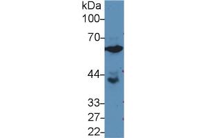 Image no. 2 for anti-Glucose-6-Phosphate Isomerase (GPI) (AA 335-558) antibody (ABIN1868229)