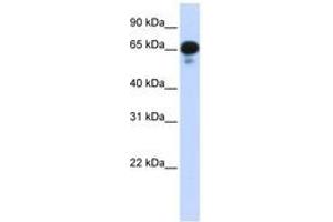 Image no. 1 for anti-Protein Phosphatase 1J (PPM1J) (AA 71-120) antibody (ABIN6743258)