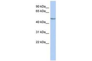 Image no. 1 for anti-GRINL1A Complex Locus (GCOM1) (AA 215-264) antibody (ABIN6743597)