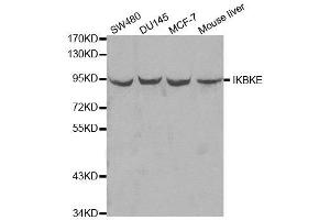 Image no. 1 for anti-Inhibitor of kappa Light Polypeptide Gene Enhancer in B-Cells, Kinase epsilon (IKBKE) antibody (ABIN3020771)