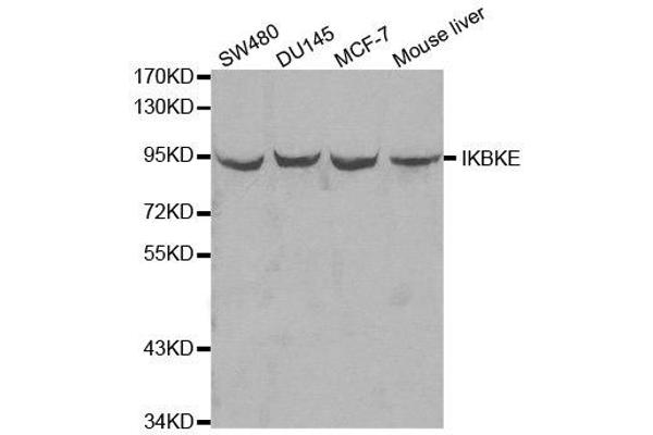 IKKi/IKKe antibody  (AA 495-716)
