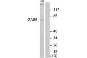 Image no. 1 for anti-Growth Arrest-Specific 6 (GAS6) (AA 291-340) antibody (ABIN1533886)