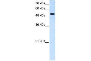 Image no. 1 for anti-Solute Carrier Family 25 (Mitochondrial Carrier, Phosphate Carrier), Member 25 (SLC25A25) (N-Term) antibody (ABIN2781548)