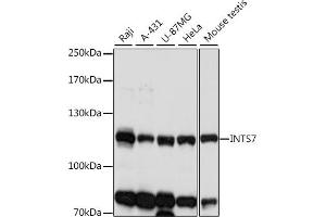 INTS7 antibody  (AA 702-948)