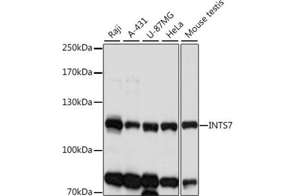 INTS7 antibody  (AA 702-948)