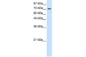 Image no. 1 for anti-Zinc Finger and BTB Domain Containing 48 (ZBTB48) (N-Term) antibody (ABIN2777508)