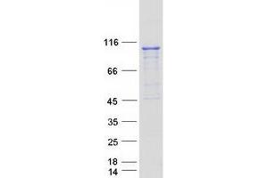 PRP6/ANT-1 Protein (PRP6 Pre-mRNA Processing Factor 6 Homolog) (Myc-DYKDDDDK Tag)