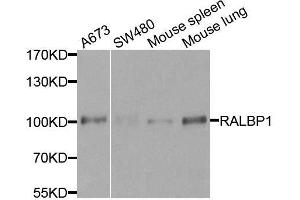 Image no. 2 for anti-RalA Binding Protein 1 (RALBP1) antibody (ABIN3021527)