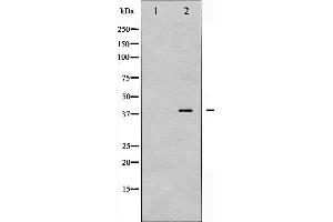 Image no. 4 for anti-Protein Kinase, AMP-Activated, beta 1 Non-Catalytic Subunit (PRKAB1) (pSer181) antibody (ABIN6255041)