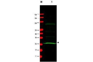 Western blot using  Mab anti-MAD2L1 antibody shows detection of a band at ~24 kDa (arrowhead) corresponding to MAD2L1 present in a HeLa whole cell lysate (lane 1).
