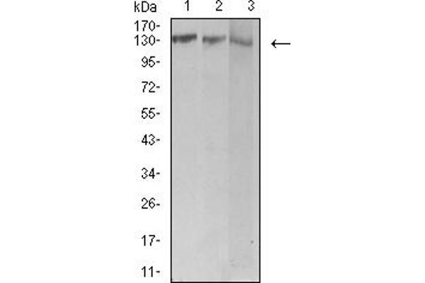 BCR antibody  (AA 139-280)