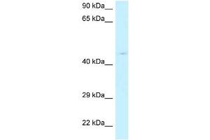 Image no. 1 for anti-Ribonuclease P/MRP 40kDa Subunit (RPP40) (N-Term) antibody (ABIN2789115)