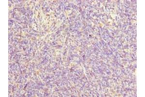 Immunohistochemistry of paraffin-embedded human thymus tissue using ABIN7165378 at dilution of 1:100
